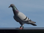 Male pigeon.JPG (131 KB)